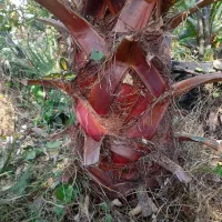 پالم زمینی|گل و گیاه طبیعی|رودسر, |دیوار