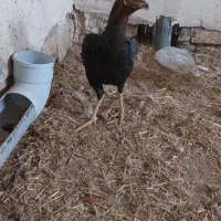 مرغ لاری|حیوانات مزرعه|پیشوا, |دیوار