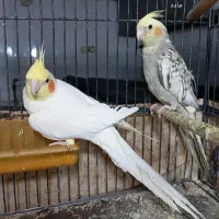 عروس هلندی|پرنده|مشهد, رده|دیوار