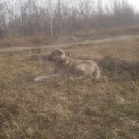 واگزاری|سگ|سلماس, |دیوار