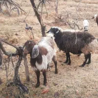 بزوبره چاق فروشی