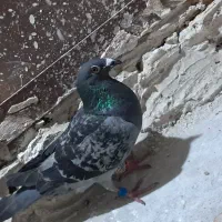 کفتر
