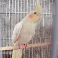 معامله میشه