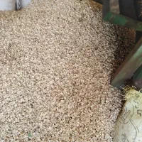 شکستن پسته پوک کال بادستگاه