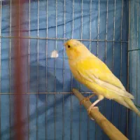 قناری|پرنده|شیراز, شهدای شهرک سعدی|دیوار