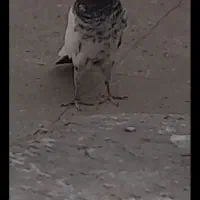 کبوتر   کفتر|پرنده|تهران, مسعودیه|دیوار