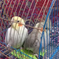 جفت نمادهای عروس