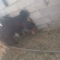 سلام بز سرحال|حیوانات مزرعه|خاش, |دیوار