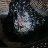 تخم مرغ گلین|حیوانات مزرعه|کازرون, |دیوار