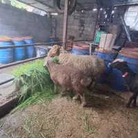 گوسفند مادرو بچه نرآس وابستن وگوشتی