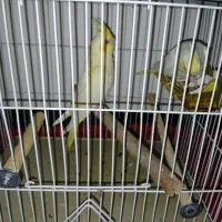 طوطی|پرنده|پرند, فاز ۵|دیوار