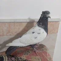 کفتر سینه ای