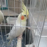 عروس هلندی ماده