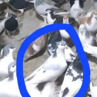 کبوتر|حیوانات|بجنورد, |دیوار