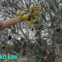 زیتون درجه یک رودبار گیلان|خوردنی و آشامیدنی|رودبار, |دیوار