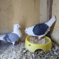 پرنده|پرنده|بم, |دیوار