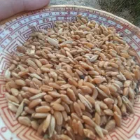 گندم ساورز تیمی برداشت امسال