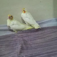 ۵عددعروس هلندی خانواده. با۵تاتخم وقفس بزرگ