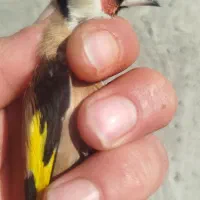 سهره نر|پرنده|لیسار, |دیوار