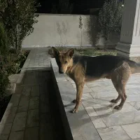 گمشده|حیوانات|کرمان, |دیوار