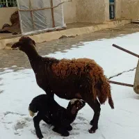 میش بره شیشک قوچ