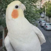 گمشده عروس هلندی(فندوق )