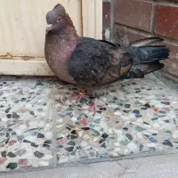 کبوتر ارشینگل