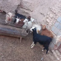 کولار