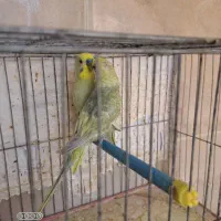 مرغ عشق رنگین کمانی و فالو|پرنده|شیراز, آزادی|دیوار