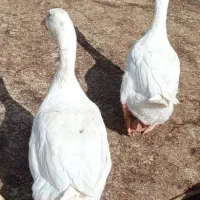 یک جفت قوغاز بالغ|حیوانات مزرعه|زهک, |دیوار