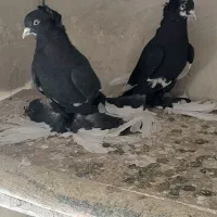 کبوتر|پرنده|تبریز, |دیوار