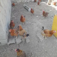 فروش مرغ تخم گذار