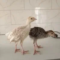 جوجه بوقلمون برنز و بوربون واکسن خورده|حیوانات مزرعه|تهران, استاد معین|دیوار