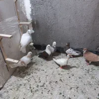 کفتر کبوتر کفتر صید