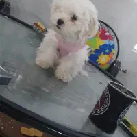 واگذار ‌‌سگ‌شیتزو لطفا‌بخونید حتما..نر|سگ|یزد, |دیوار