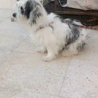 سگ پاپی|سگ|خمینی‌شهر, |دیوار