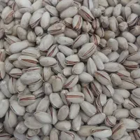 پسته خشک و تازه امسالی