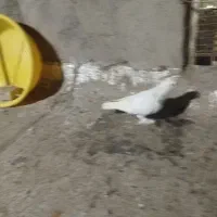 کفتر نر|پرنده|قم, چهار مردان|دیوار