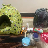 گوربه گربه بریتیش آرام|گربه|بوشهر, |دیوار