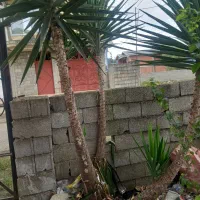گل یوگا سه شاخه کلفت