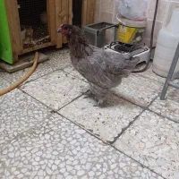 مرغ رسمی دورگ امپراطور