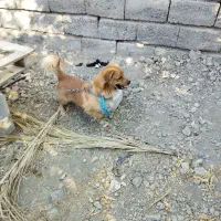 سلام فروش سگ باهوش|سگ|جیرفت, |دیوار