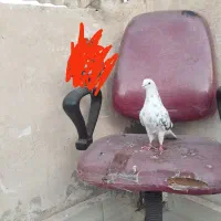 کفتر پرشی خال معاوضه با قلیون