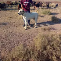 با سلام یک سگ البغزرد|سگ|شهریار, شهرک وائین|دیوار