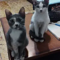 واگزاری رایگان|گربه|لاهیجان, گلستان|دیوار