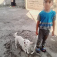 سلام سگ|سگ|مزرعه کتول, |دیوار