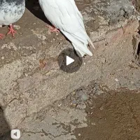 فروشی|پرنده|باروق, |دیوار