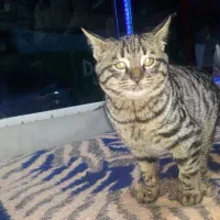 بچه گربه پیدا شده