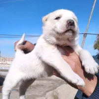 توله آلابای|سگ|گنبد کاووس, |دیوار