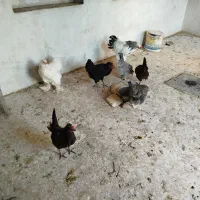 مرغ وخروس|حیوانات مزرعه|شیراز, شاهچراغ|دیوار